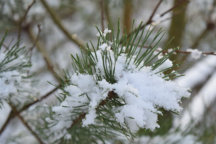 snö, kalla, vinter, träd, Pine, skogen