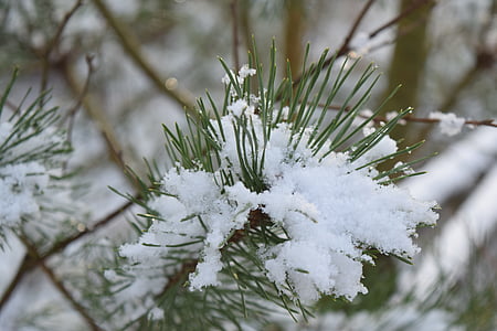 sneeuw, koude, winter, boom, Pine, bos