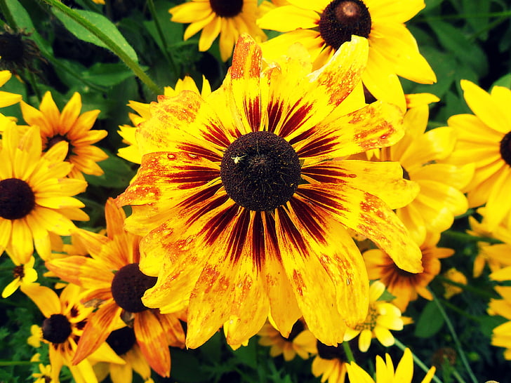 Κίτρινο, λουλούδι, φύση, φυτό, μακροεντολή, Κήπος, κίτρινο λουλούδι