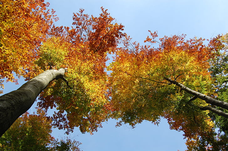 autumn, leaves, golden autumn, forest, tree, color