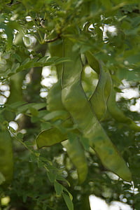 pods, green, tree, tamarind, carob