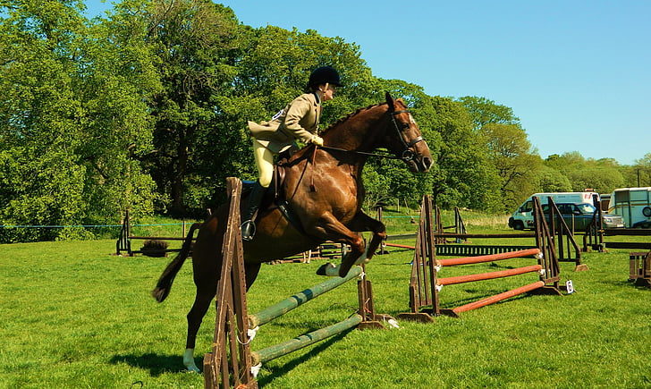 cheval, Rider, Voir l’établissement, saut d’obstacles, équitation aux Jeux, sport, cheval