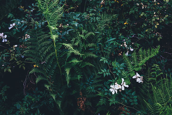 verde, samambaias, Branco, Jasmin, flores, plantas, folhas