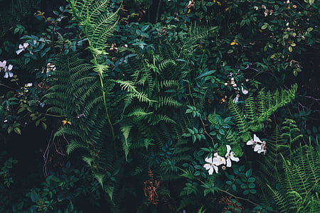 green, ferns, white, jasmin, flowers, plants, leaves