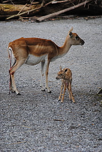 Indische antilope, Dam, jonge dier, geboorte, navelstreng, dierentuin, Zurich