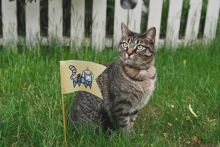 cat, animal, flag, garden, grass, fence, cute