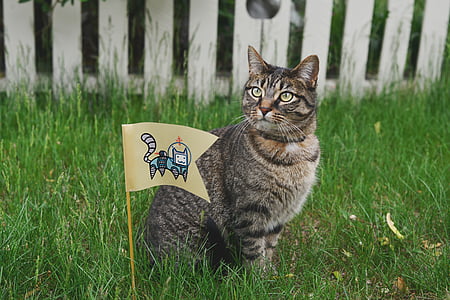 γάτα, ζώο, σημαία, Κήπος, χλόη, φράχτη, Χαριτωμένο