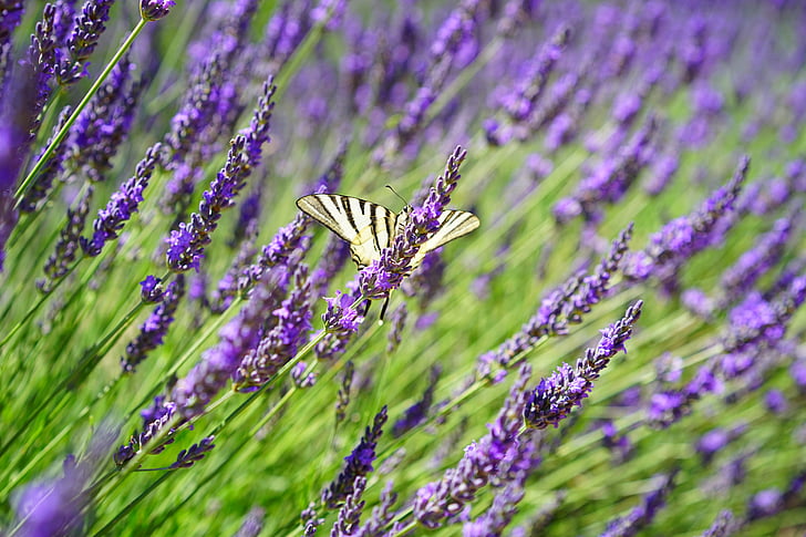 butterfly, dovetail, lavender field, flowers, purple, flora, floral