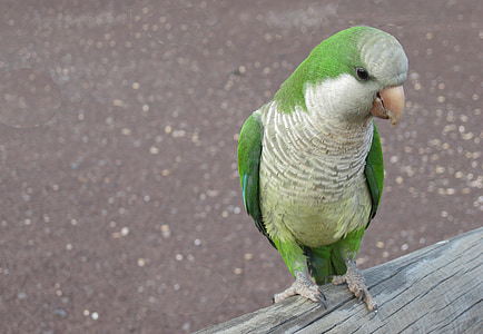 Monk papagoi, papagoi, lind, roheline, looma, sulestiku, loomade maailm