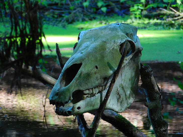 skull, skeleton, swamp, denmark, paleolithic village