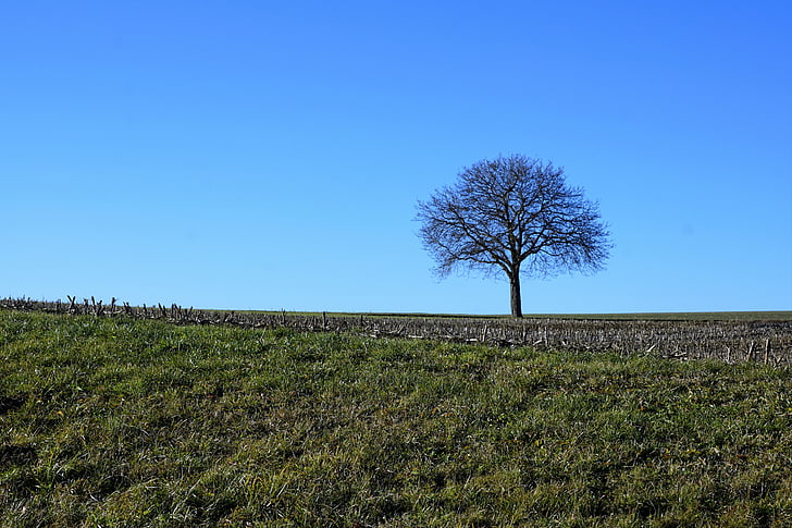 árvore, Prado, natureza, céu, azul, Stockach, Alemanha