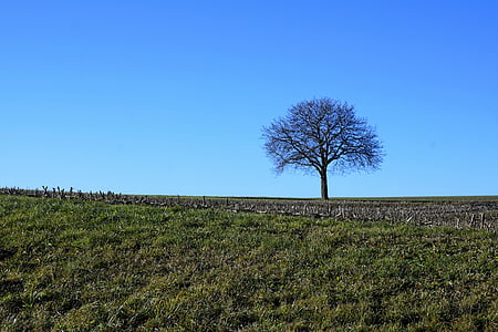 дерево, Луговий, Природа, небо, синій, кишені, Німеччина