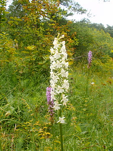 mückenwurz albino, tysk orkidé, sjældent, natur, blomst, plante, udendørs