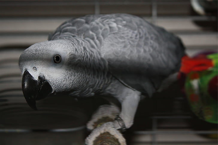 gray, parrot, bird, perch, one animal, no people, animal themes