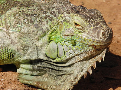 lizard, iguana, reptile, scaly, nature, green, close