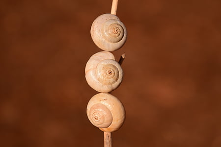 snail shells, brown, nature, animal, close, white, summer