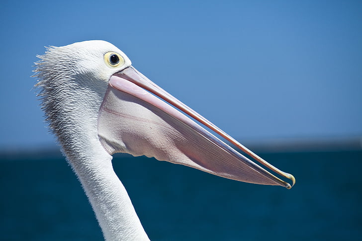 pelikanas, jūros paukščių, pajūrio paukščiai, Laukiniai gyvūnai, Gamta, jūra, snapas