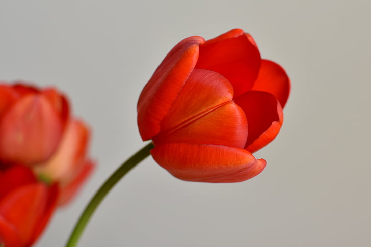 Tulipa, flor, flor, planta, bellesa, vermell, flora