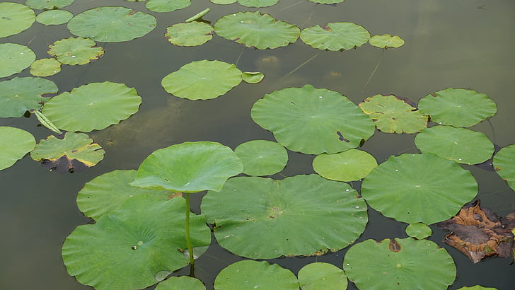 Lotus листа, вода, парк, ноктите, водни растения