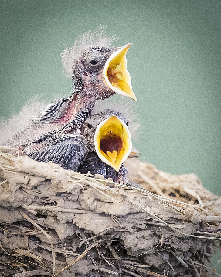 birds, in nest, wildlife