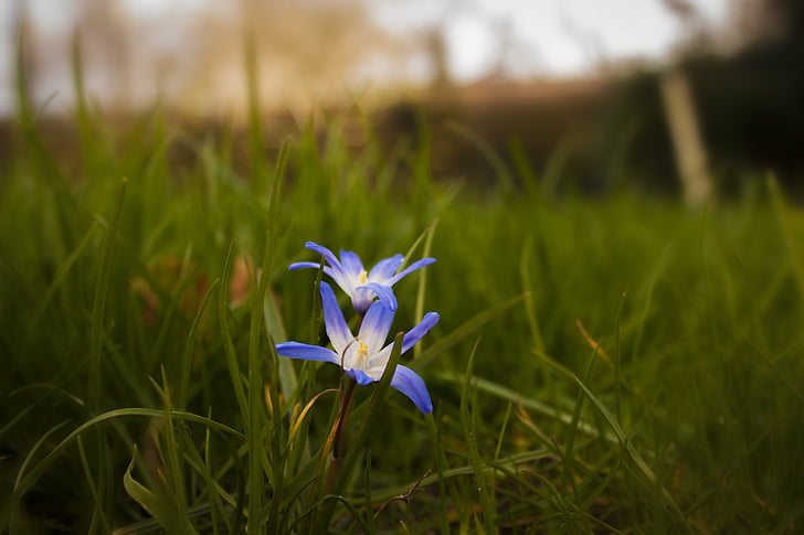 scilla, flower, squill, bloom, spring, green, nature