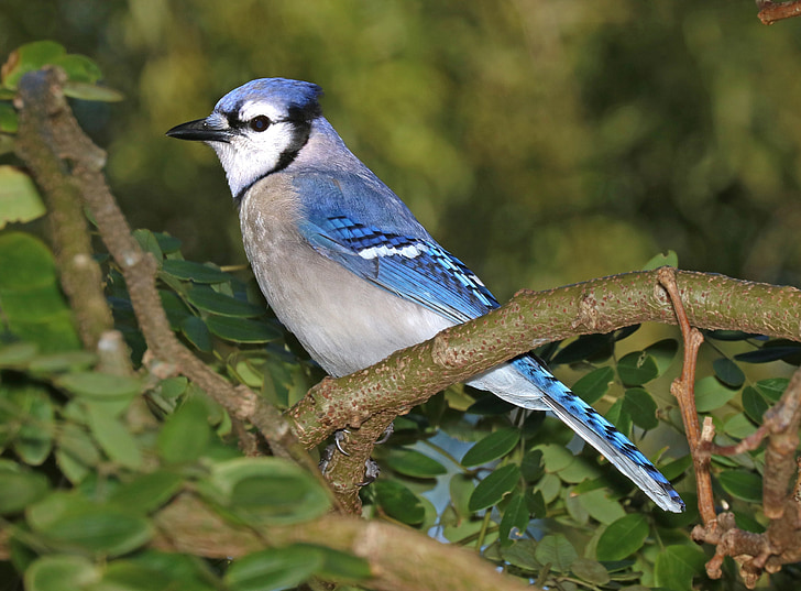 Blue jay, fugl, fjer, Wildlife, Songbird, perched, natur