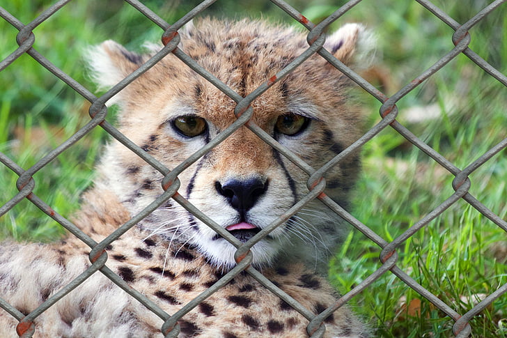 sepatu cheetah, hewan muda, Predator, dunia hewan, pagar, pagar kawat mesh, kebun binatang