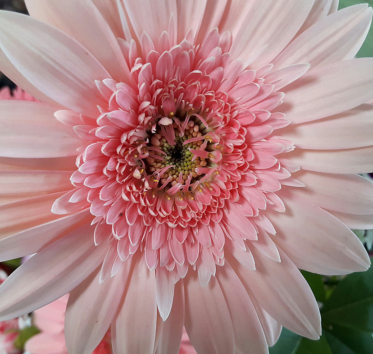 flower, pink, white