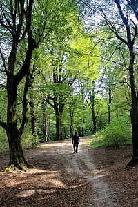 forest, behshahr, iran, person, silhouette, male, walk