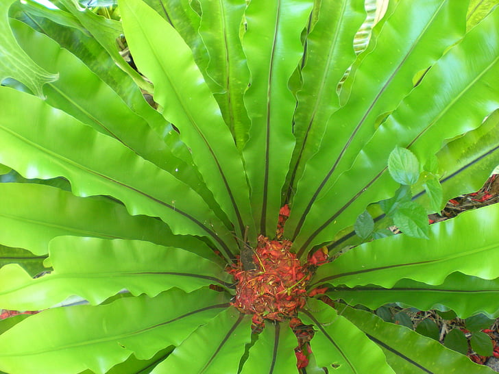 fern, bird's nest, tropical, plant, botany, green