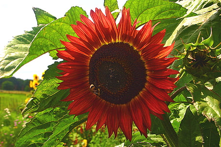 red sunflower, garden, summer, petals, bloom, gardening