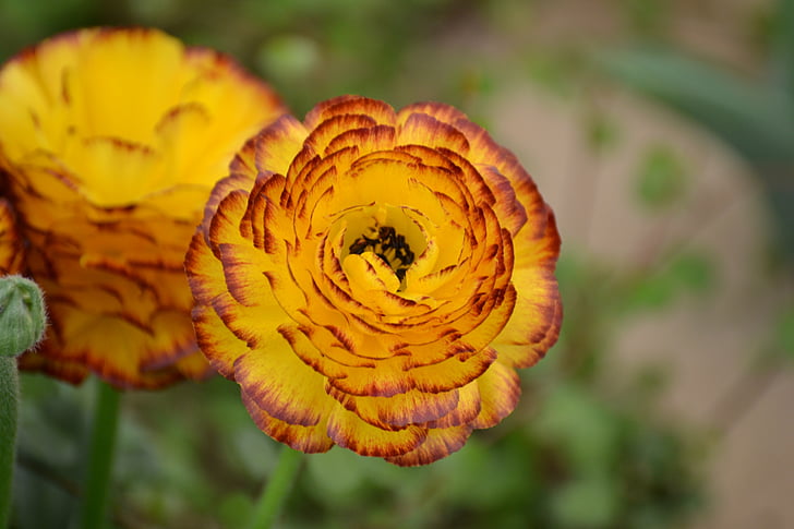 fiore, pianta, primavera, giallo, Blossom, Bloom, natura