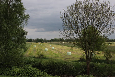 landscape, hay bales, nature, agriculture, harvest, food, rural Scene