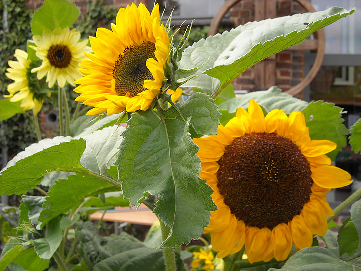 sunflowers, yellow flowers, nature, flowers, bloom, colorful, garden
