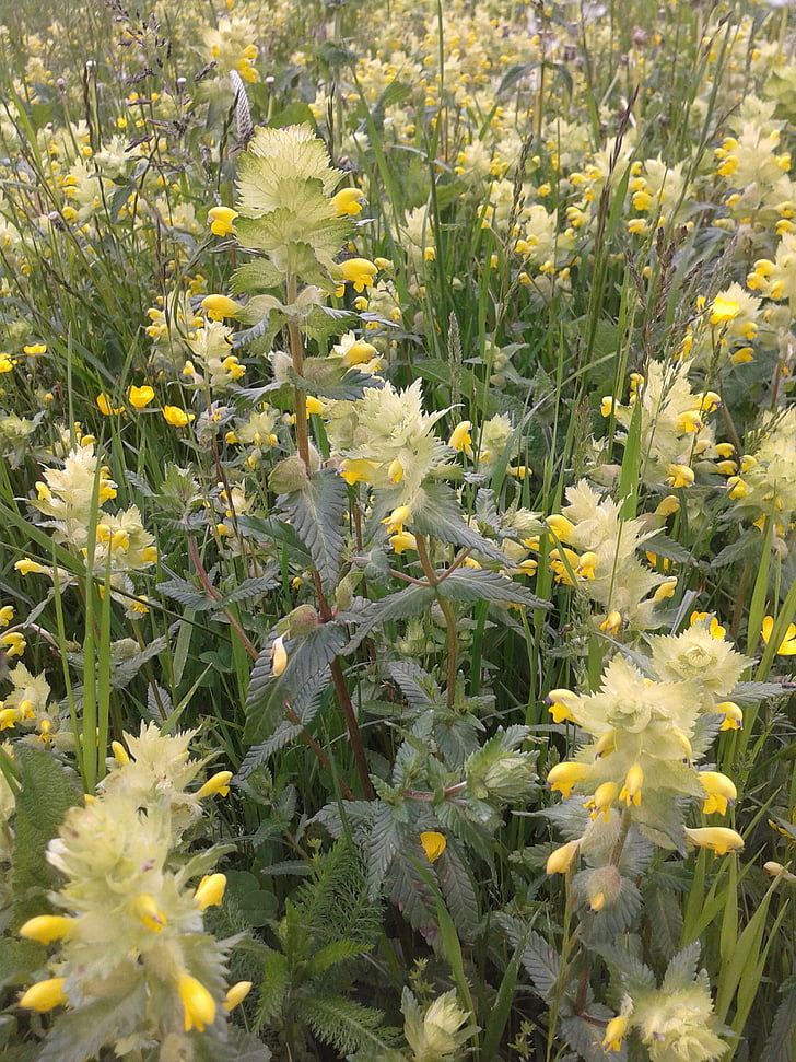 nettles, early summer, flower meadow, yellow flowers, sunshine