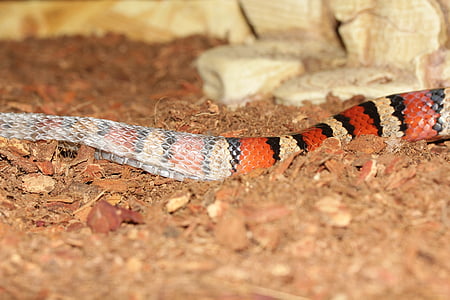 snake, lampropeltis, skinning, scale mailedit this page, king snake, striped, red