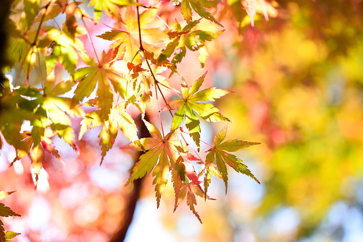 Japan, landskap, naturliga, Karlsson, trä, hösten, Anläggningen