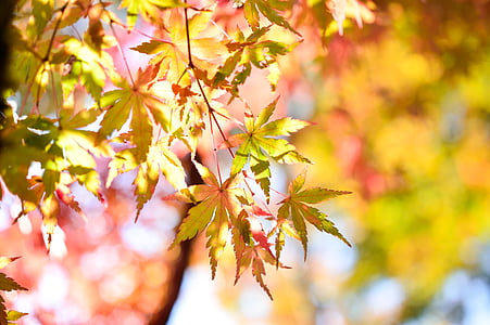 Japan, landskab, naturlige, k, træ, efterår, plante