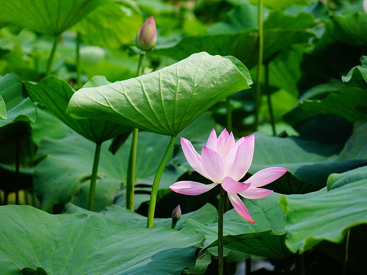 Lotus, el paisaje, paisaje, hoja, flor, crecimiento, color verde