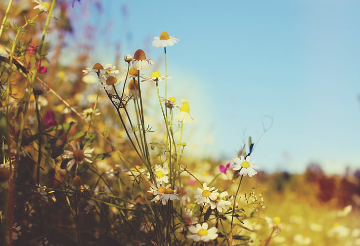 meadow, wallpaper, summer, heat, grass, holidays, the sun