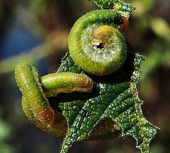 Caterpillar, macro, insetos, verde, folha, comer, natureza