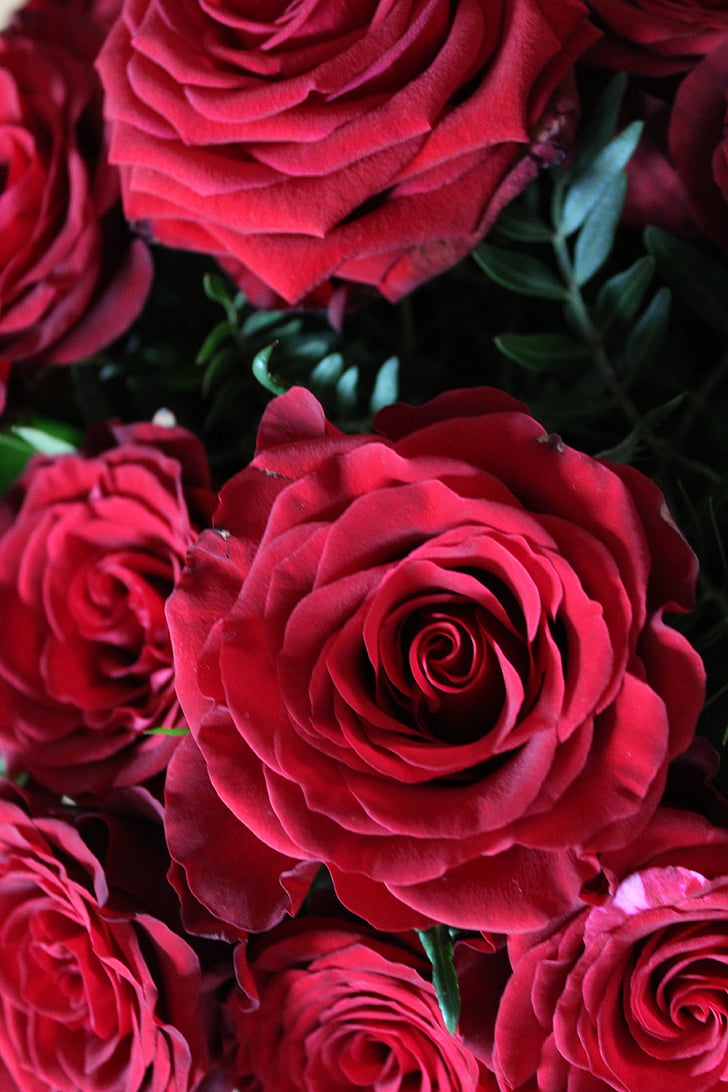 roses vermelles, fons, vermell, Rosa, flor, flor, flor