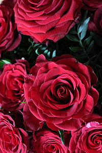 red roses, background, red, rose, blossom, bloom, flower