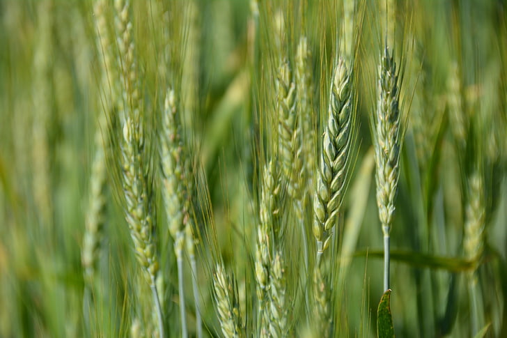 пшеница, зърно, Селско стопанство, царевица, земеделие, зърнени култури, лято