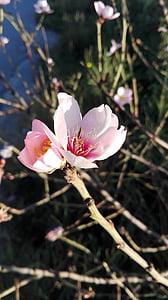 fiori, albero di mandorla, primavera, del fiore della mandorla, fioritura, fiori di mandorla, Bloom