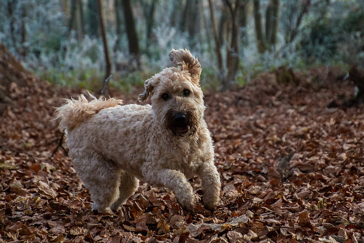 šuo, šuolis, žaisti, rudenį, lapai, Airijos minkšto kreidinio Coated kviečių terjeras, jaunas šuo