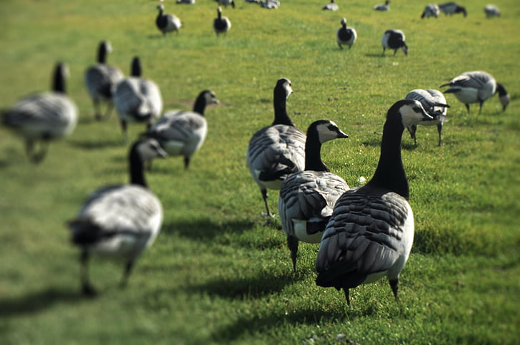 geese, field, a flock of, birds, bird, animal, nature