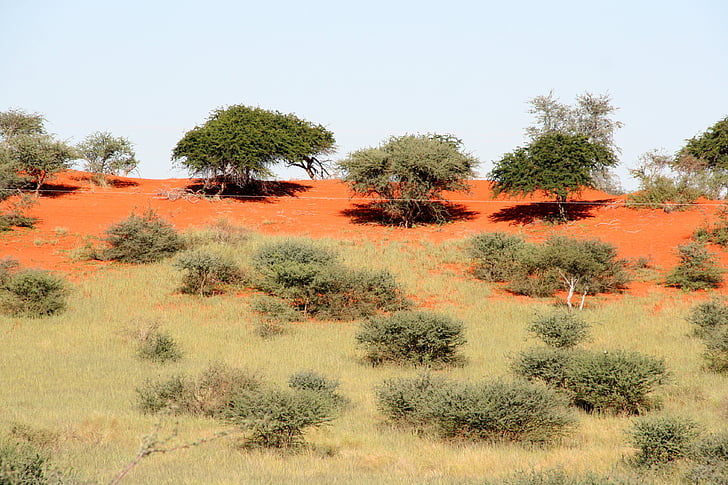 Veld, broussaille, sol, Copice, steppe, sec, Namibie
