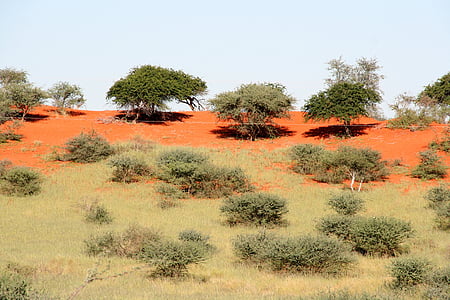 Veld, broza, suelo, característica, estepa, seco, Namibia