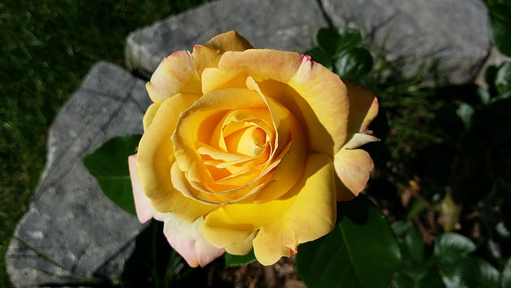 Rose, Pierre, Bloom, jaune, fleur, été, Closeup